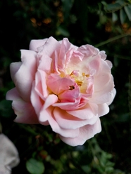 粉色蔷薇花卉摄影图片