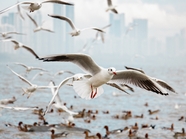 滨海城市建筑满天飞翔的海鸥图片