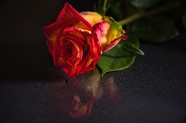 微距特写玫瑰花花枝摄影图片