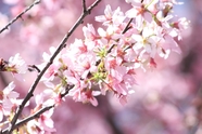 春天桃花盛开摄影图片