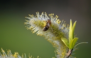 停歇在新芽上的蜜蜂图片