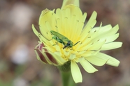 停在黄色花蕊上的宝石甲虫图片