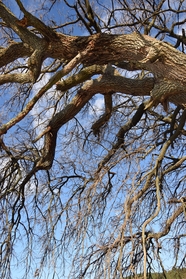 冬季萧条参天古树枯枝摄影图片