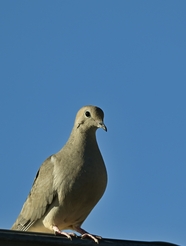 站在屋顶上的灰色信鸽摄影图片