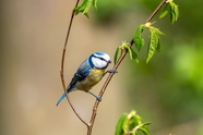 站在嫩枝上的蓝冠山雀摄影图片