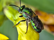 丝光绿蝇昆虫摄影图片