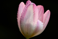 雨后水珠粉色郁金香花图片