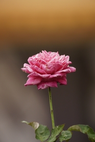 一支粉色淡雅玫瑰花枝摄影图片