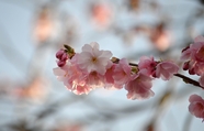 粉色日本樱花枝微距摄影图片
