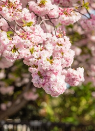 粉色小清新樱花树摄影图片