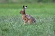 蹲坐在绿色草地上的野兔子图片