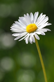 春天白色小雏菊花枝摄影图片