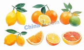手绘水彩柑橘类水果矢量素材