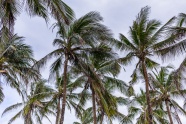 低角度拍摄椰子树图片