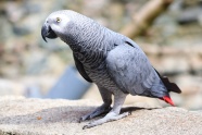 非洲灰色鸽子图片