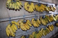 墙壁成熟香蕉图片