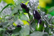 青椒蔬菜种植图片
