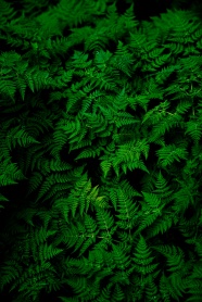墨绿色蕨类植物图片