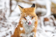 冬季雪地雪狐图片
