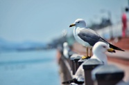 海岸海鸥摄影图片