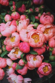 牡丹花束花束图片