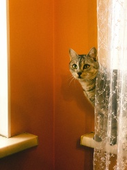 站在窗帘后面的小猫图片