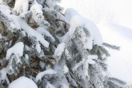 冬季树木积雪图片