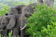 丛林野生大象群图片