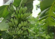 香蕉树上绿色香蕉串图片