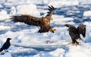 站在浮冰上的老鹰图片