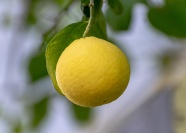 黄色柠檬水果摄影图片