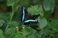 绿叶上黑色燕尾蝴蝶图片