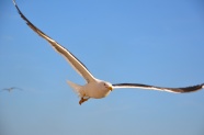 海鸥展翅高飞摄影图片
