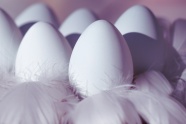 复活节白色鸡蛋图片