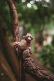 一只猴子栖息在树枝上图片