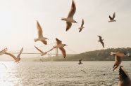 成群海鸥在空中飞翔图片