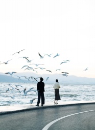 情侣海边看海鸥图片