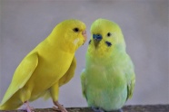 两只漂亮黄色小鹦鹉图片