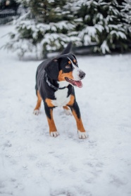 雪地里的大瑞士山狗图片