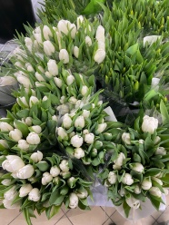 待售的白色郁金香花束图片