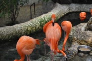 动物园红色火烈鸟观赏图片