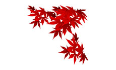 红色的枫叶flash动画