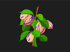 紫色西瓜flash植物动画