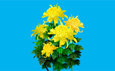 黄菊花flash植物素材