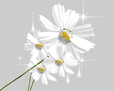 白色的菊花flash植物动画