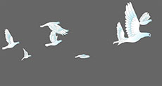 一群鸽子飞过flash动画