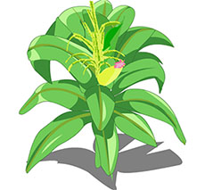 卡通玉米植物flash动画