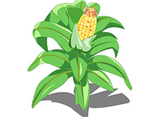 玉米树长出果实flash动画