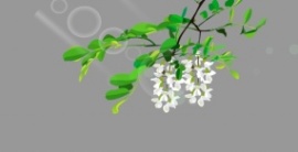 长藤植物花卉flash动画