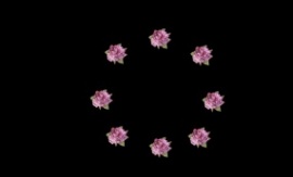 花朵圆圈扩散效果flash动画